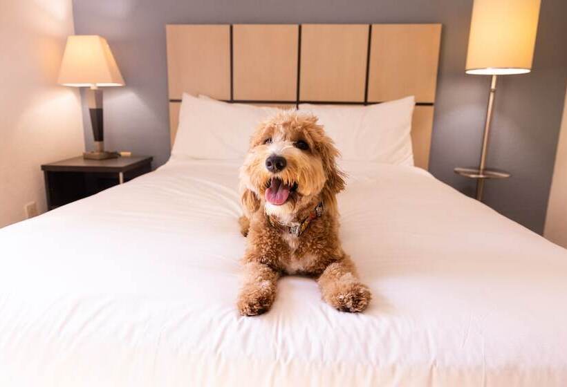 Suite Tilpasset til Handicappede, Sonesta Simply Suites Parsippany Morris Plains