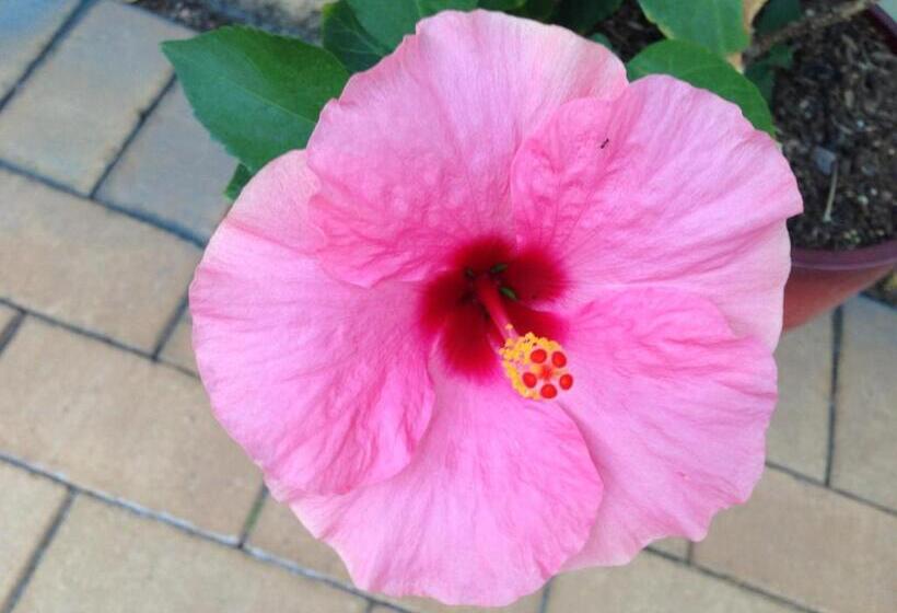 带1个卧室的带海景的公寓, Executive Properties In North Ward Townsville And On Magnetic Island