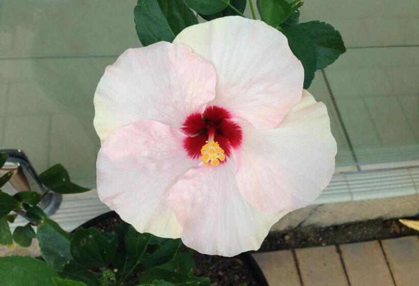 带1个卧室的带海景的公寓, Executive Properties In North Ward Townsville And On Magnetic Island