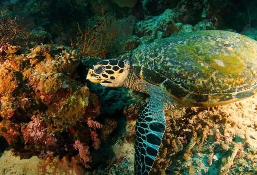 חדר דלוקס, Putu Guest House Pemuteran