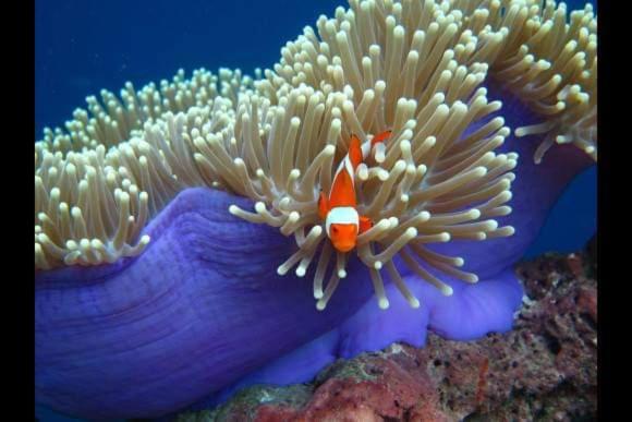 חדר דלוקס, Putu Guest House Pemuteran