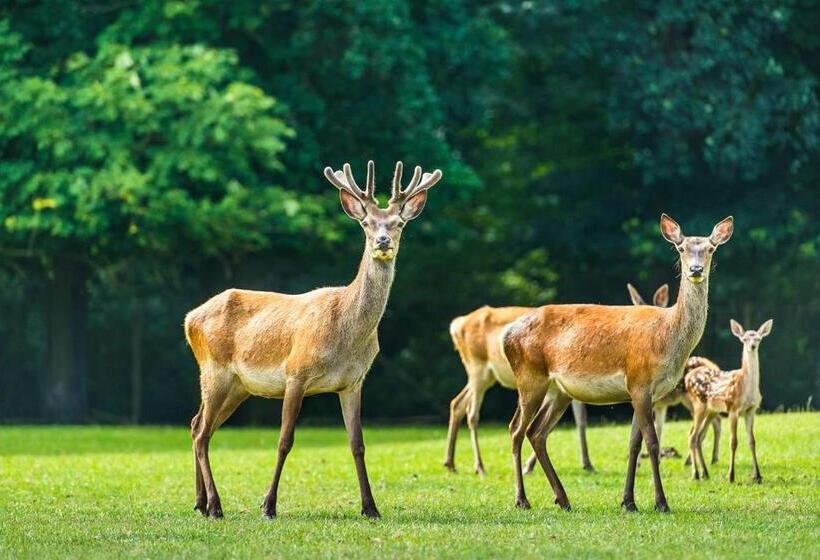 スタンダードルーム, B&b En Spa Landgoed Matanze