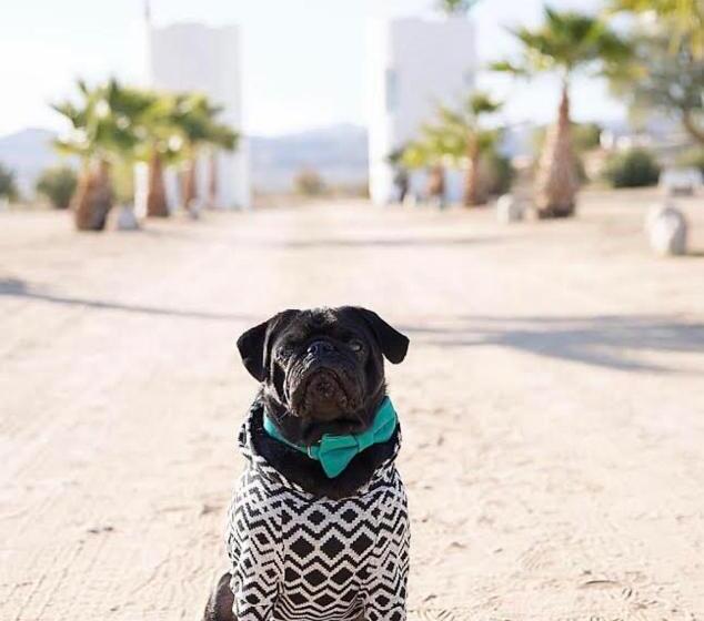 Standard Tent, The Castle House Estate