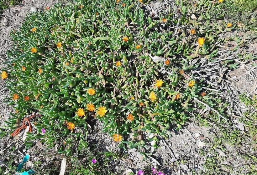 غرفة سوبيريور, Grootvlei Guest Farm