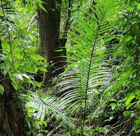 침실 1개 주택, Palm Grove Rainforest Retreat