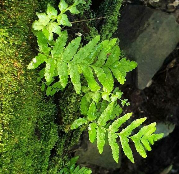 침실 1개 주택, Palm Grove Rainforest Retreat