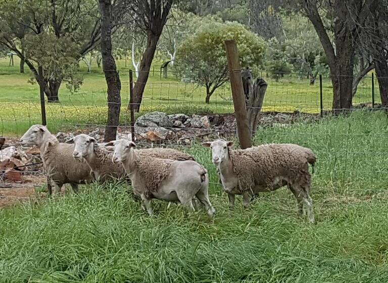 Номер Deluxe Кровать Кинг, Pecan Hill Bnb