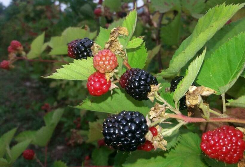 디럭스 룸, Casa Cu Muri