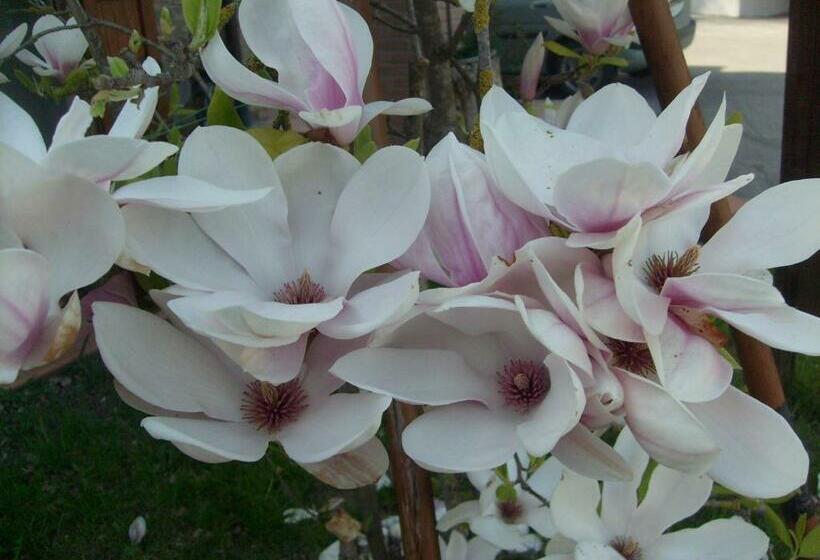 غرفة قياسية, Farm Stay Agriturismo La Borgaccia