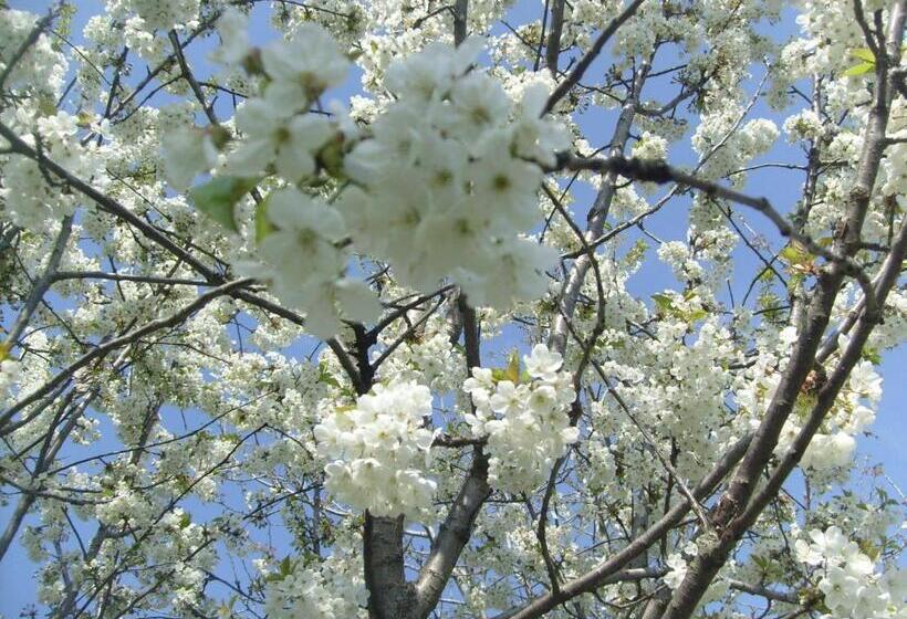 شقة غرفة واحدة, Farm Stay Agriturismo La Borgaccia