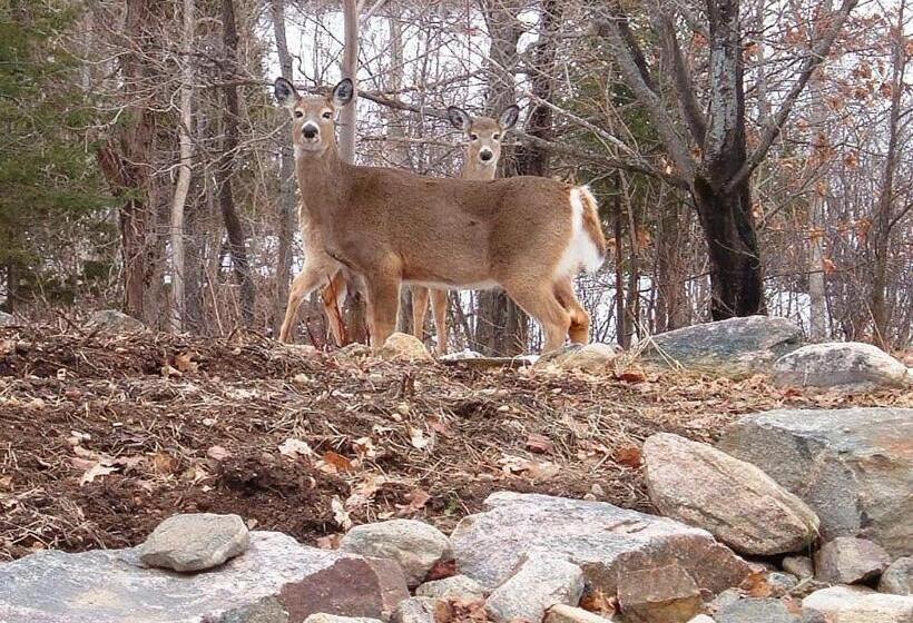 غرفة قياسية سرير ملكى, Quiet Bay Inn & Café