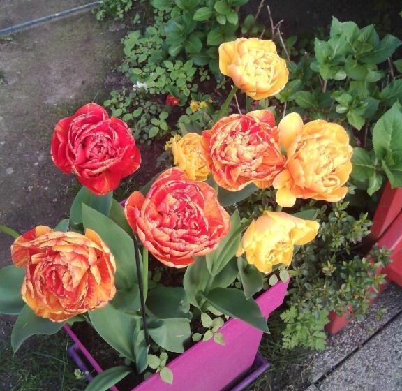 غرفة قياسية, La Roulotte De Lola   Chambre D Hôtes