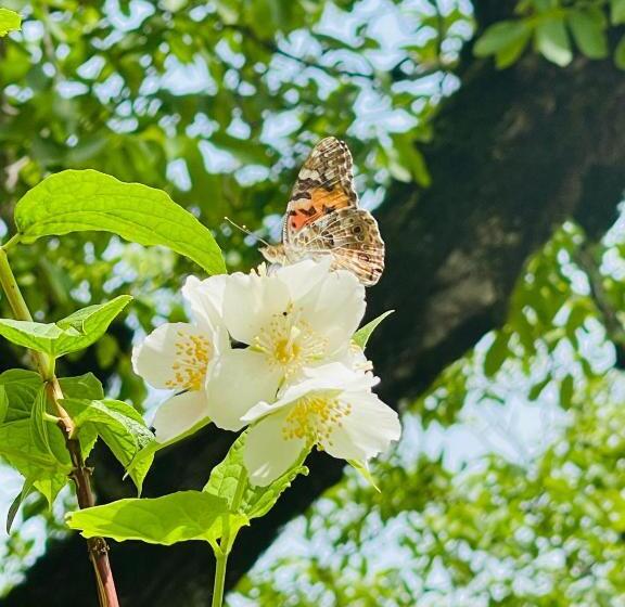 اتاق استاندارد با سرویس بهداشتی مشترک, Guest House Royal Comfort With Terrace