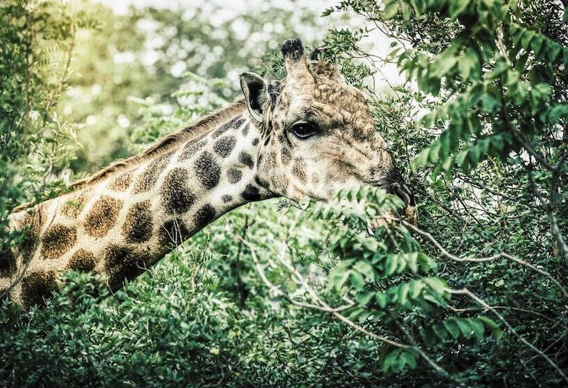 سوییت, Avani Victoria Falls Resort