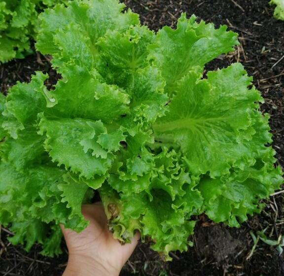 اتاق لوکس, Monteverde Ecolove