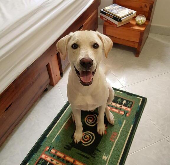 Standart Oda, Tatami Hostel