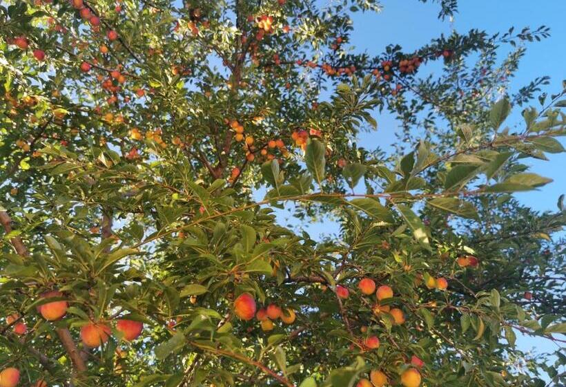 آپارتمان 2 خوابه, Konak Mileva