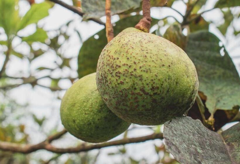 패밀리 룸, Finca Hotel Betel