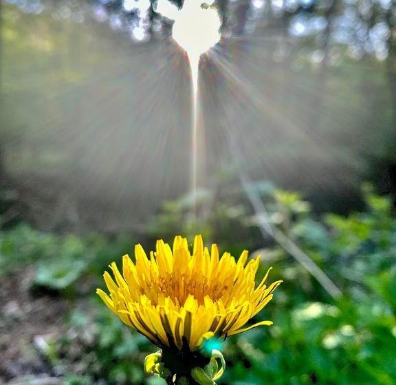 Семейный Номер, Fakanalas Fogadó