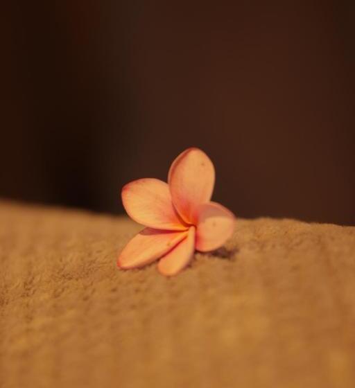 بنگله خانوادگی, Finca Vela Lodge