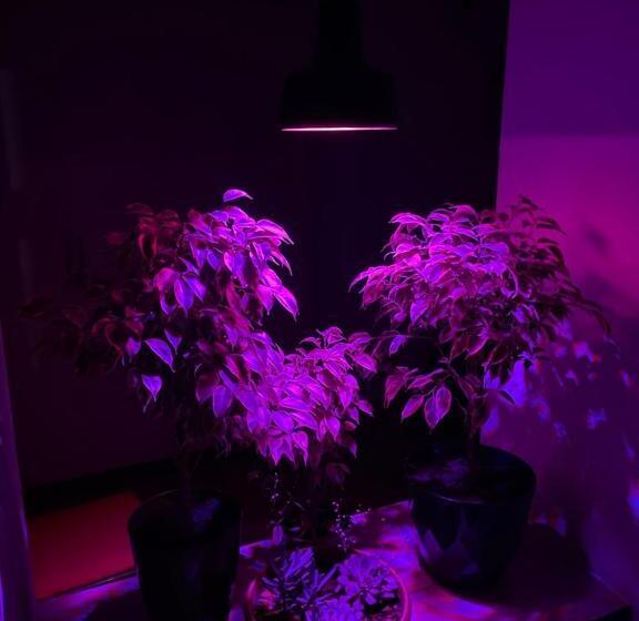 سوییت خانوادگی, Ulysses