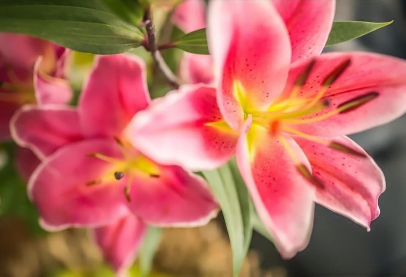 غرفة أساسية ثلاثية, Tritone