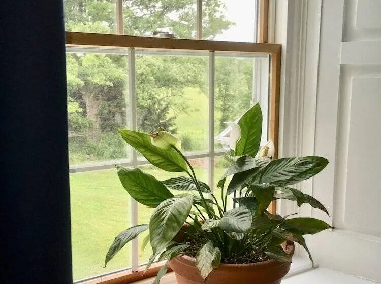 ガーデンビュースーペリアールーム, Harlem Stonegate B&b