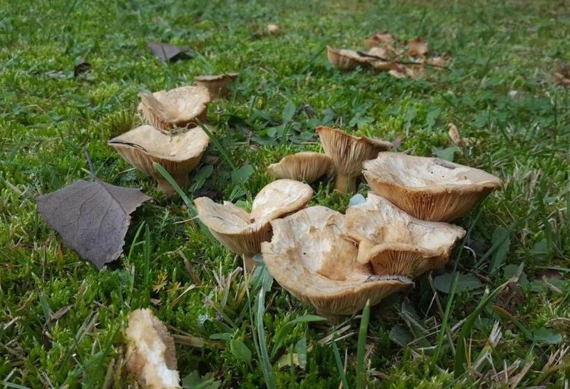 شقة غرفة واحدة, Melewe