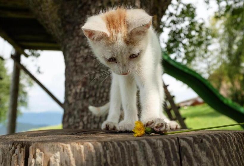 Апартаменты 1 Спальня, Treffhof