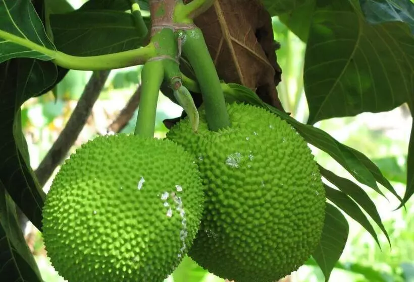 اتاق استاندارد با بالکن, Tamarind Great House