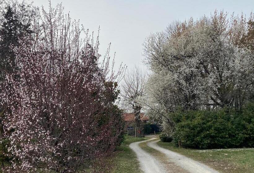 اتاق استاندارد, Acero Giallo