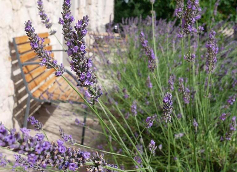 豪华工作室, Hungry Grape Guests