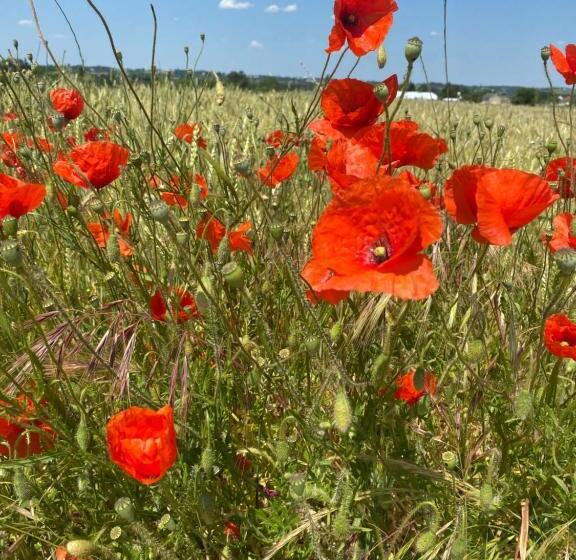 스탠다드 룸, Gîte Verveine Bain Nordique Jacuzzi L écrin De Verdure Chinon