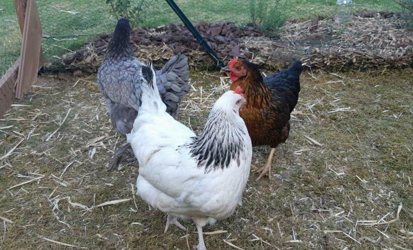 Четырехместный Номер Стандарт Вид на Сад, Le Petit Radieux