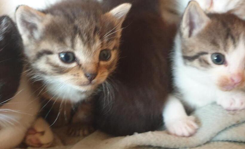 غرفة كلاسيكية رباعية, Iowa Room