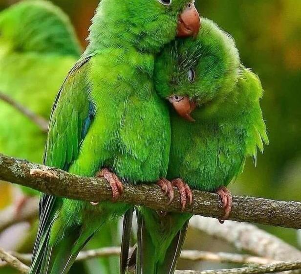 샬레, Casa Ranxoxita