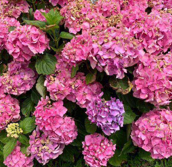 חדר סטנדרט, Villa Les Hortensias B&b