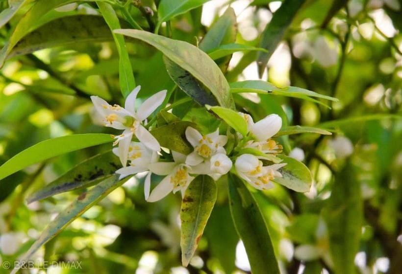 חדר סטנדרט, Le Dimax