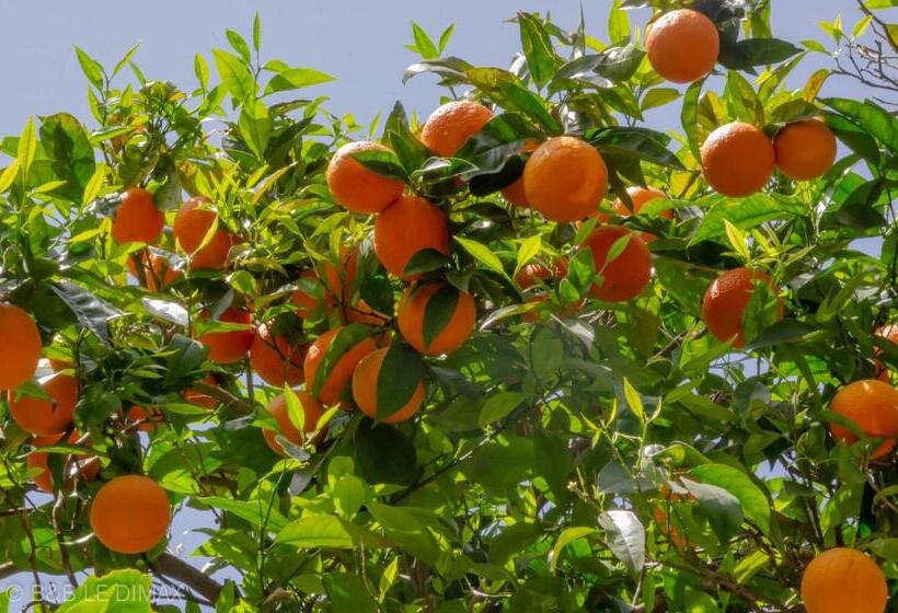 חדר סטנדרט, Le Dimax