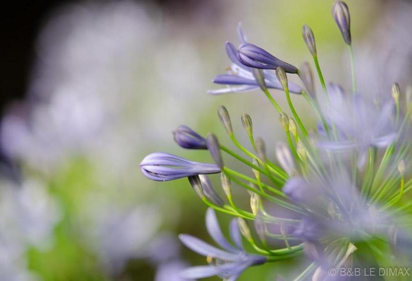 חדר סטנדרט, Le Dimax