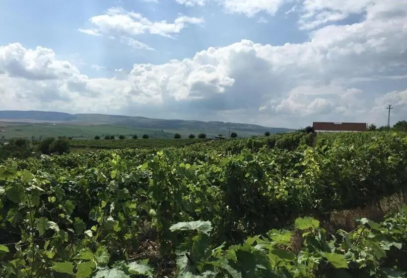 Habitació Estàndard, Wineyards Salin