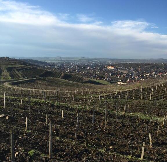 スタンダードルーム, Wineyards Salin