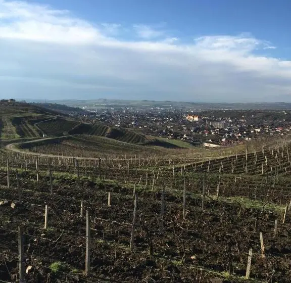 Habitació Estàndard, Wineyards Salin