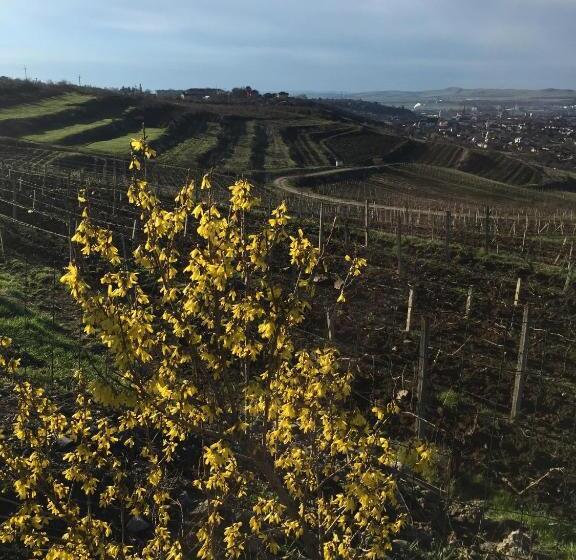 スタンダードルーム, Wineyards Salin