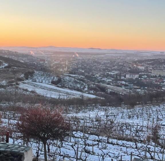 ファミリールーム, Wineyards Salin