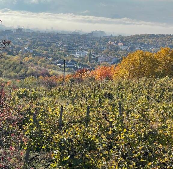 패밀리 룸, Wineyards Salin