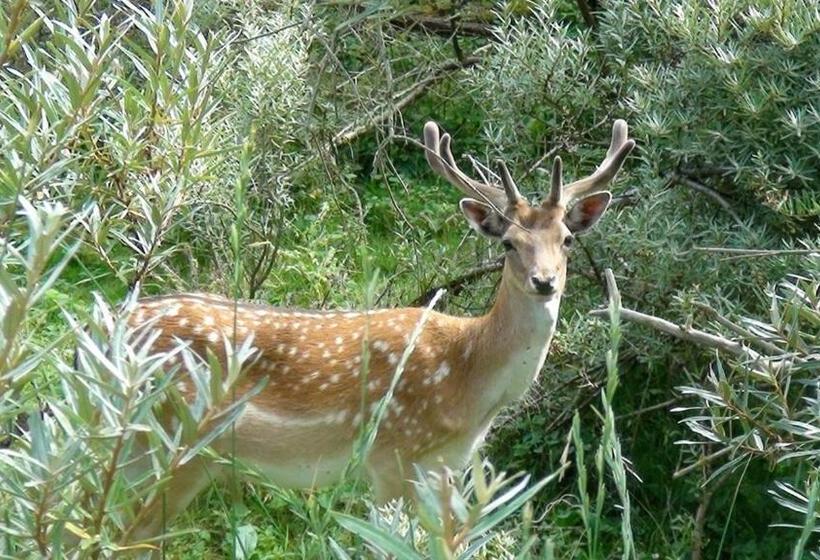 غرفة قياسية مزوَّدة بشُرفة, Guesthouse Zandvoort