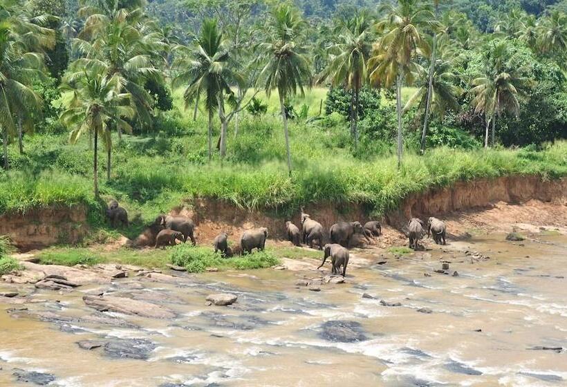 Трехместный Номер Superior, Elephant Bay