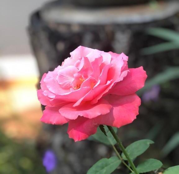 חדר יחיד בסיסי, Ruen Thai Ban Rim Nam