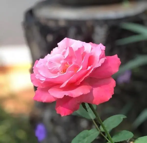 اتاق عادی یک تخته, Ruen Thai Ban Rim Nam